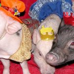 Конкурсы на год Свиньи 2019: домашний Новый год с сюрпризами