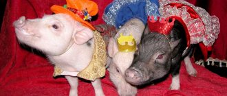 Competitions for the Year of the Pig 2019: homemade New Year with surprises