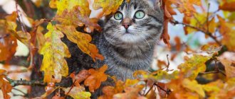 Котёнок